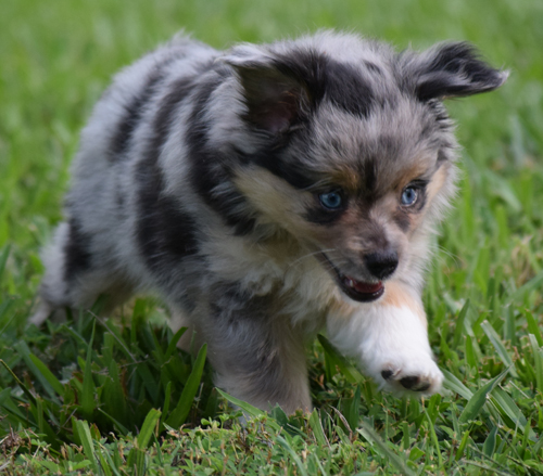 Lil Dawg Shepherds Toy Aussie puppy enjoying a romp in the grass.
